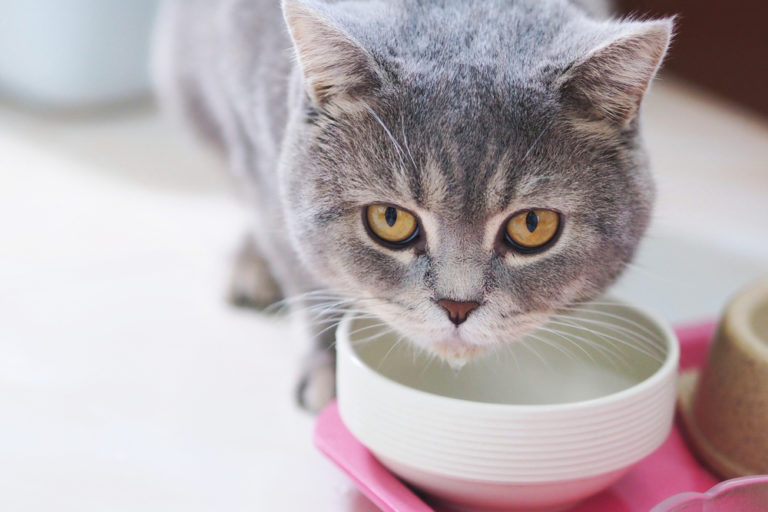 Cat drinking a lot of water