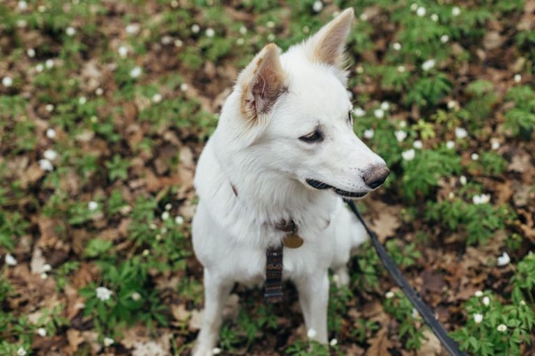 Dog standing in woods outside on a hike