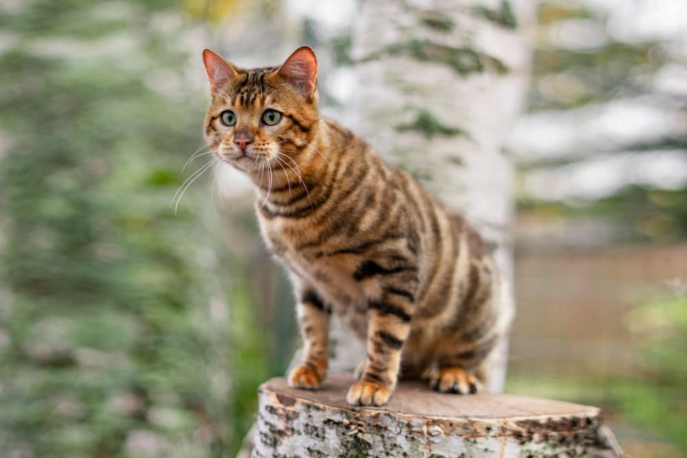 Toyger