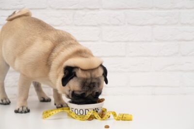 Weight Management Dog Food: 7 Vet-Recommended Options