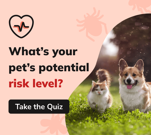 What's your pet's potential risk level? Take the quiz