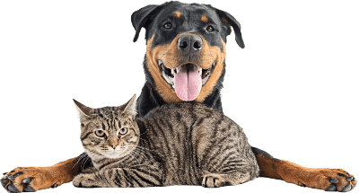 Dog and Cat