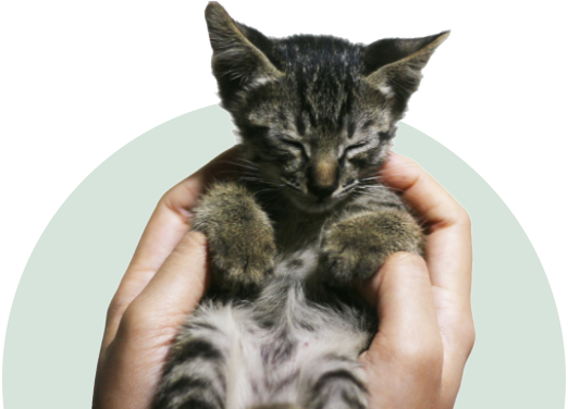 Vet-reviewed information about pet health concerns. Explore symptoms, treatment, and more.